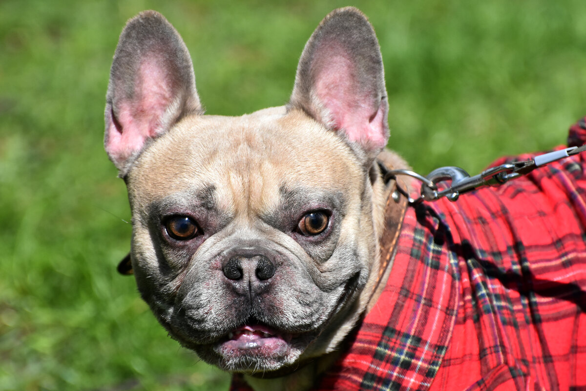 Москва. Парад французских бульдогов в усадьбе «Воронцово». - Наташа *****