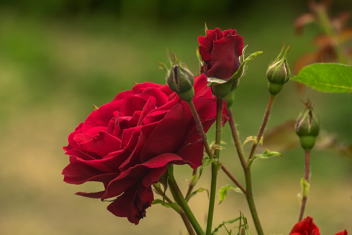 Роза - Игорь Сикорский