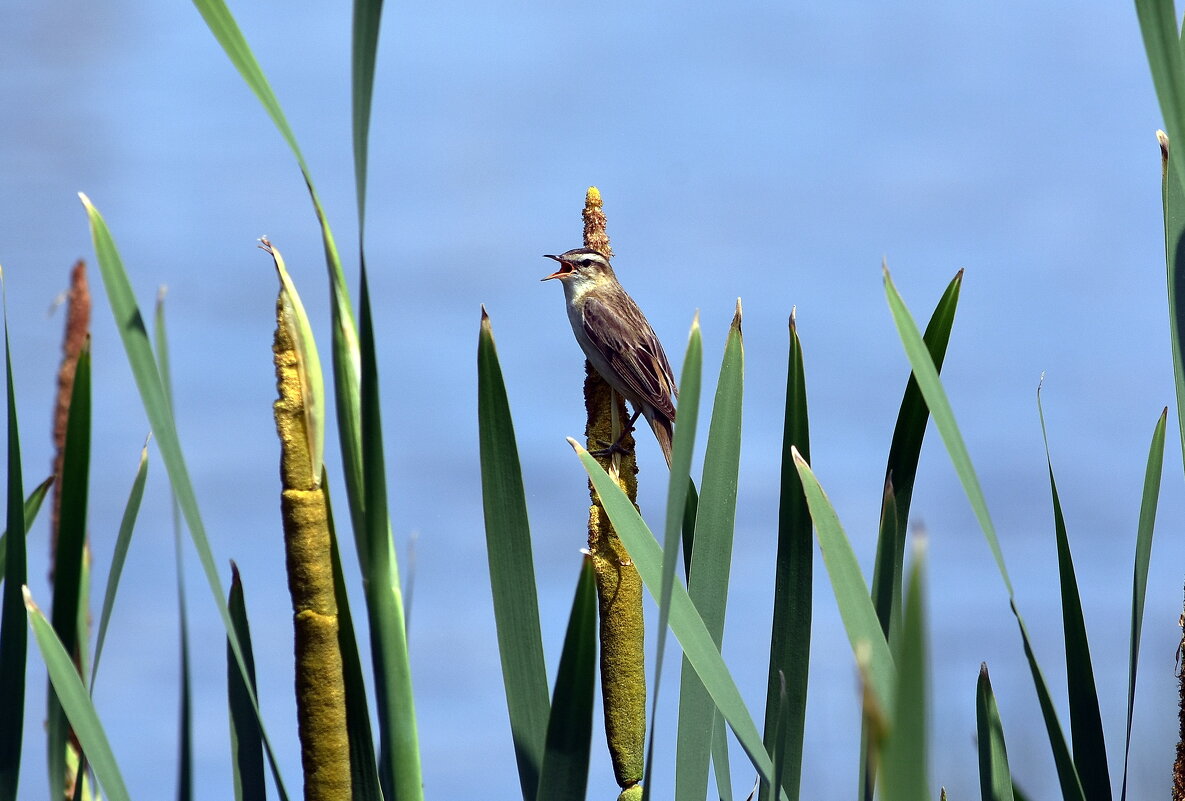 Камышовка-барсучок - Алексей .