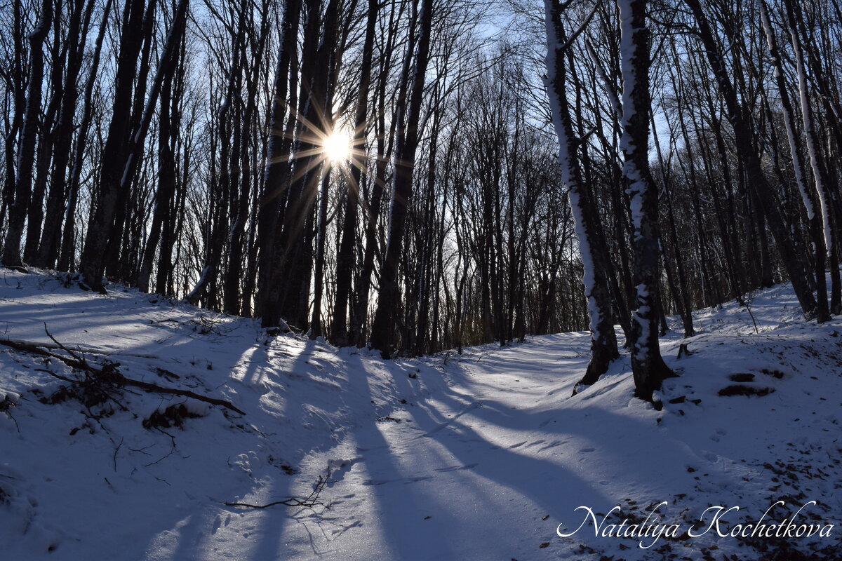 Природа Крыма - Amazing Cosmea