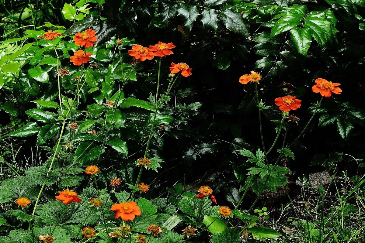 Гравилат чилийский - Рита Симонова