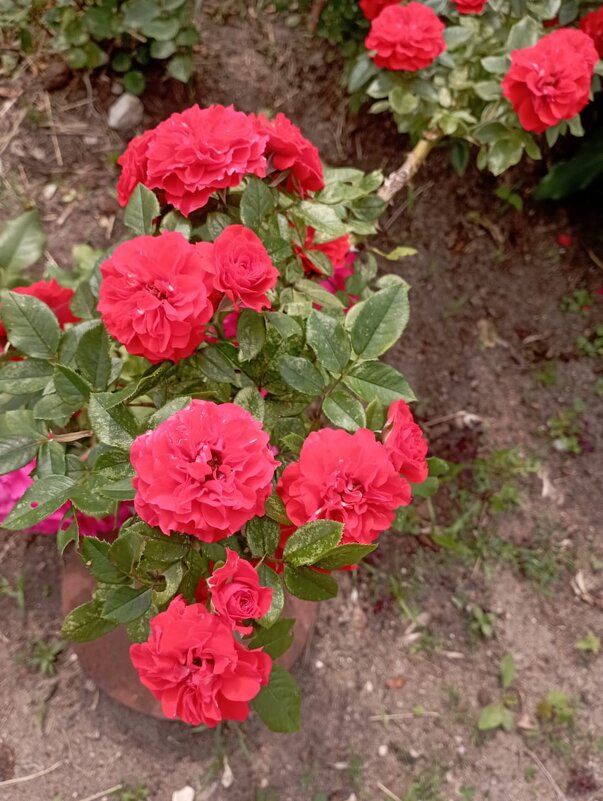 Розочки - Елена Семигина