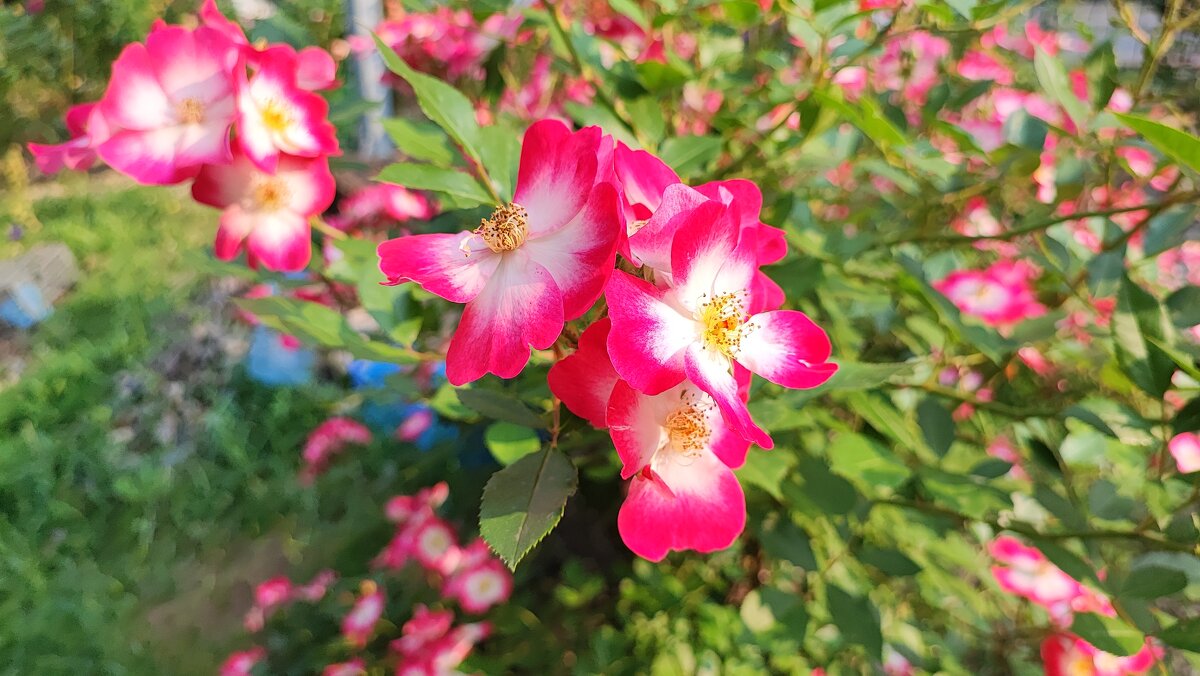 ,,, - Сергей Тимоновский ,,, - Сергей Тимоновский