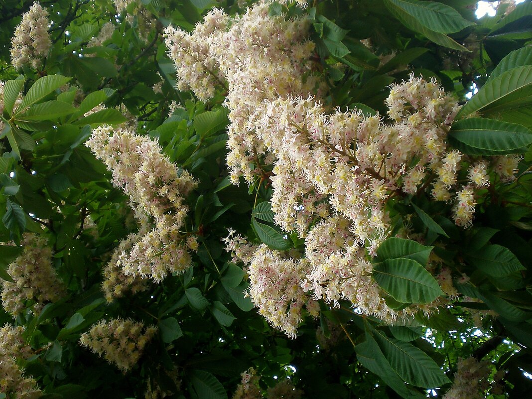 Цветущая весна - Роман Савоцкий