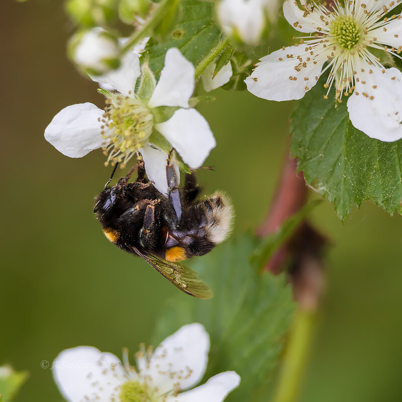 Шмель на цветах ежевики - Александр Синдерёв