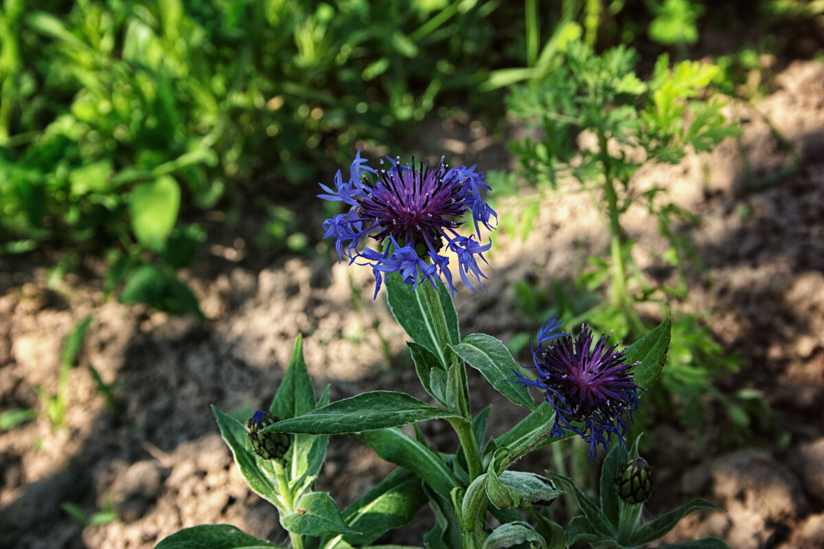 В тени цветок - Джованни Луче