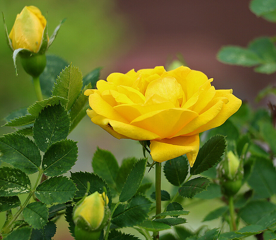 То ли роза, то ли шиповник... - Светлана 