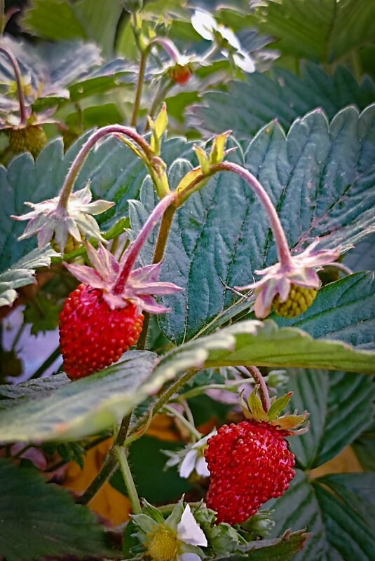 Земляника садовая. - Светлана Кузнецова