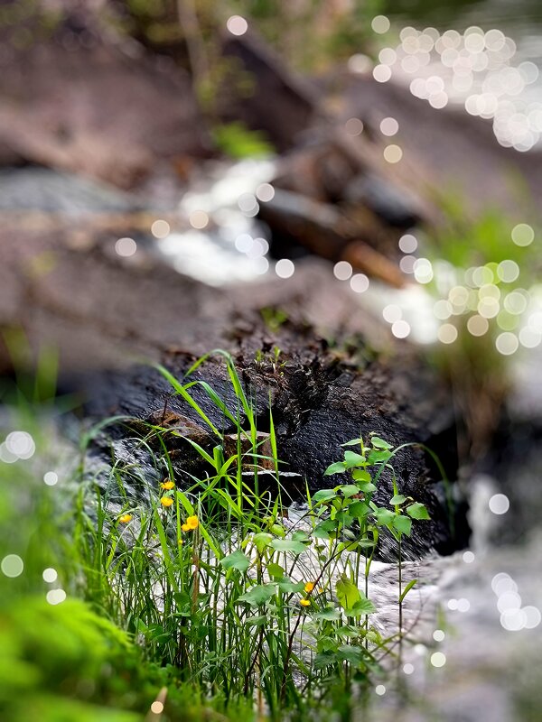 Карелия - Тамара Вебер