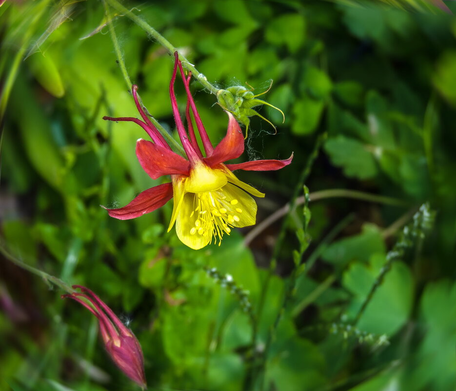 Цветы июня. Аквилегия - Наталья Rosenwasser