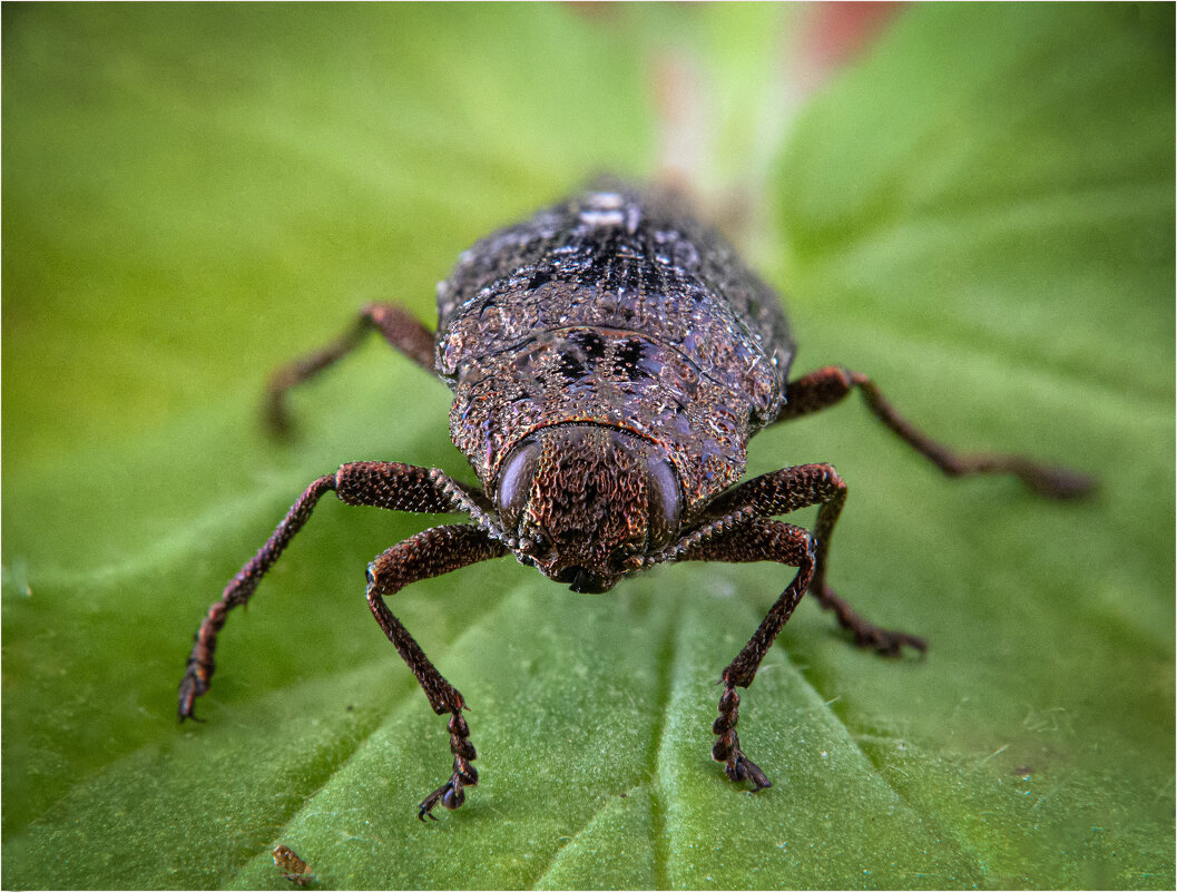 Dicerca... - Алексей Мезенцев