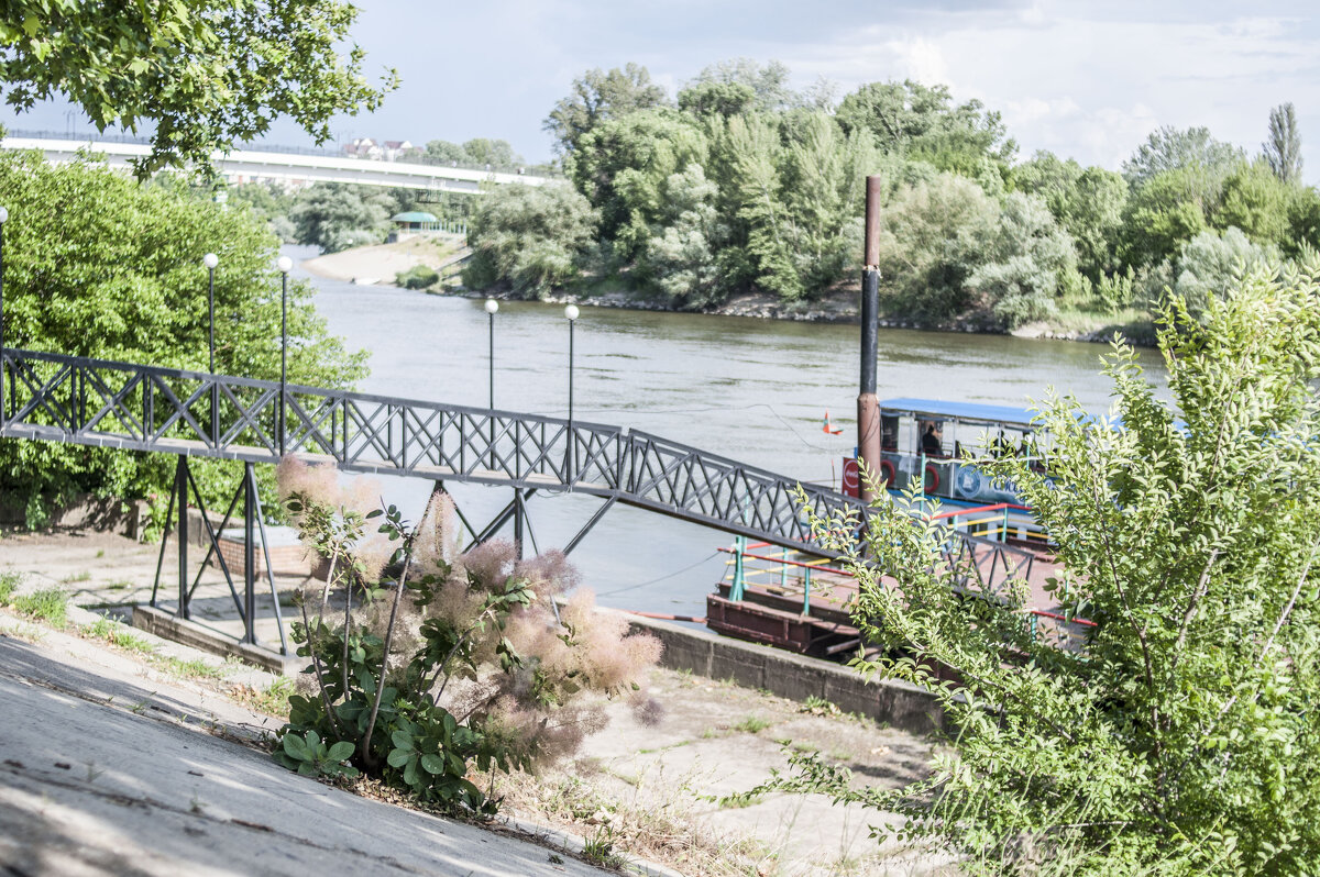 Куст на оживлённой тираспольской набережной - Коля Лукашов