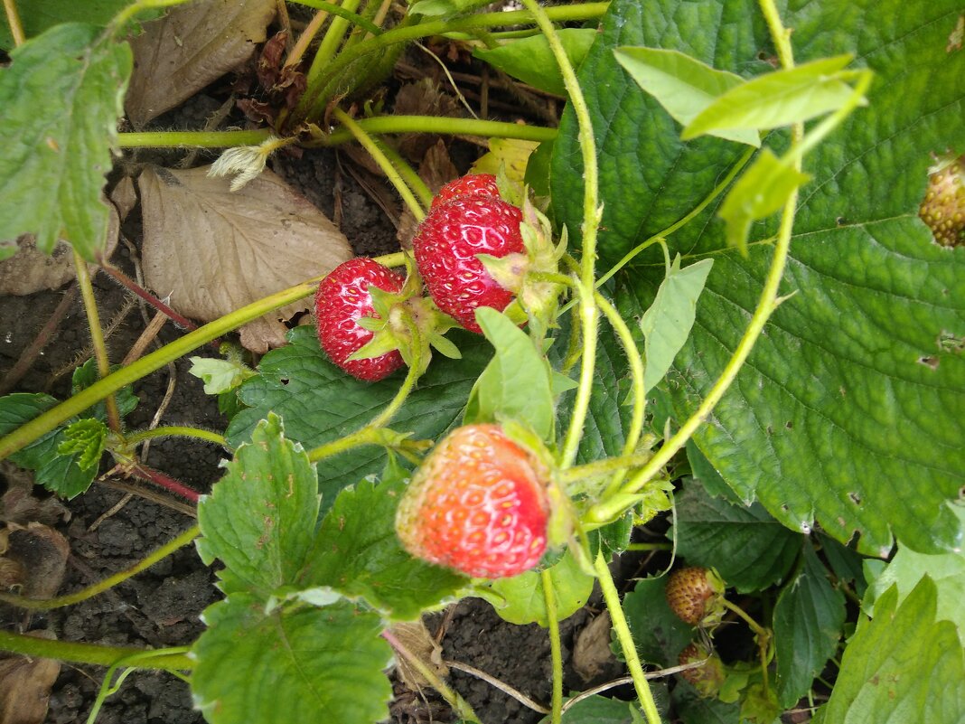 Лето. - Венера Чуйкова