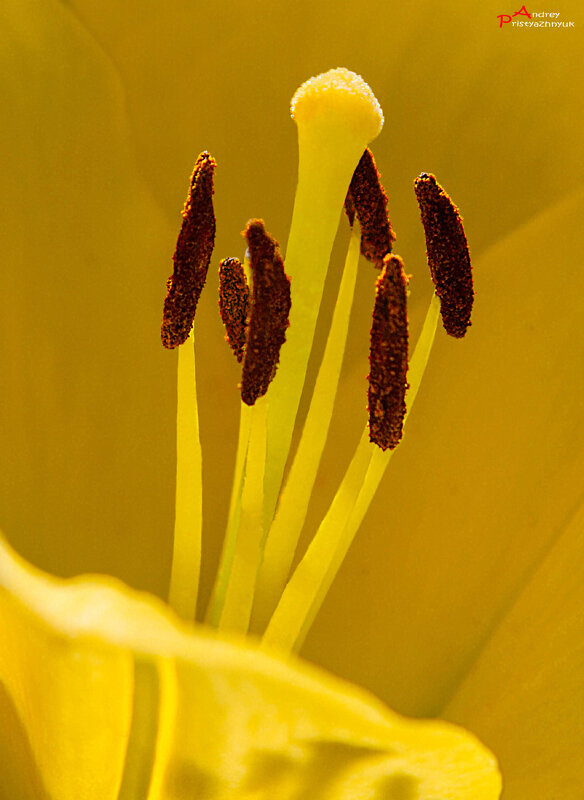 Бутон - Андрей Пристяжнюк