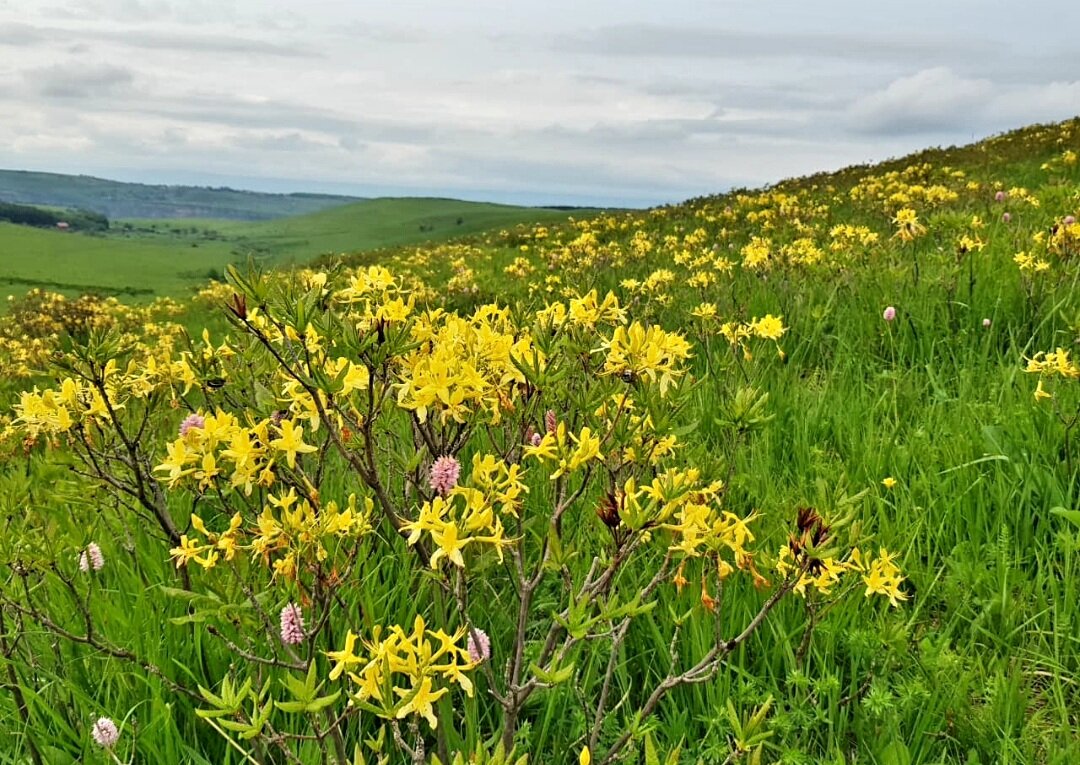 Рододендрон жёлтый - Tata Wolf