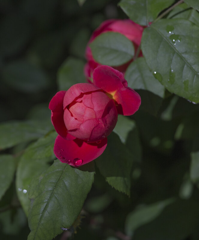 Лето - Светлана Тихонина Лето - Светлана Тихонина