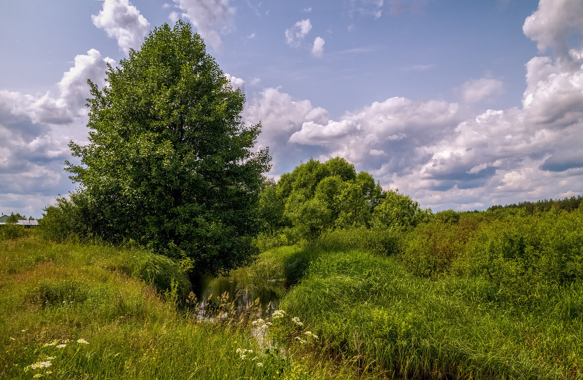 Родные берега 7 - Андрей Дворников