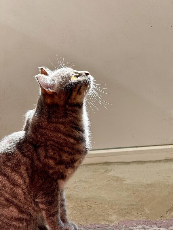 Тим Тимыч - Яна Горбунова