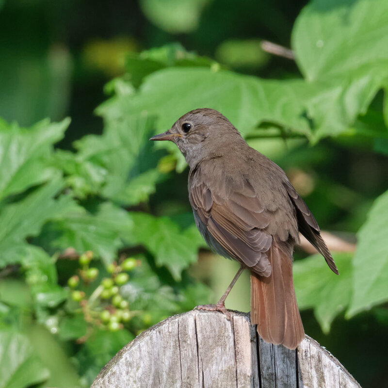 Горихвостка - Александр 