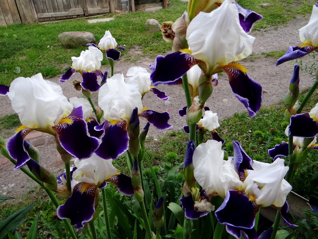 Цветы под окном - Антонина Гугаева