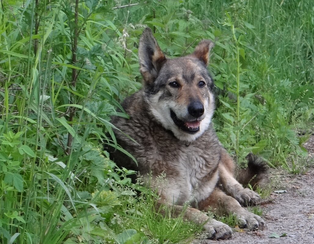 Устал.. - Антонина Гугаева
