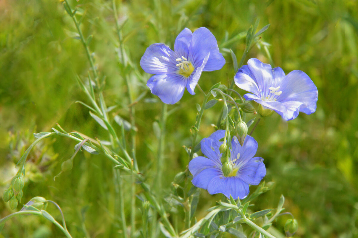 На солнечной поляночке... - Надежда Куркина 