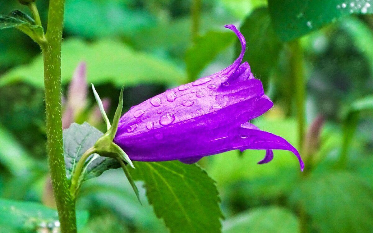 С каплями дождя. - Милешкин Владимир Алексеевич 