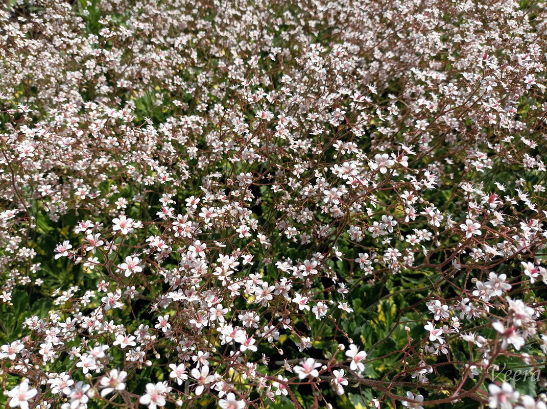 Лето, ах, лето... - Veera V