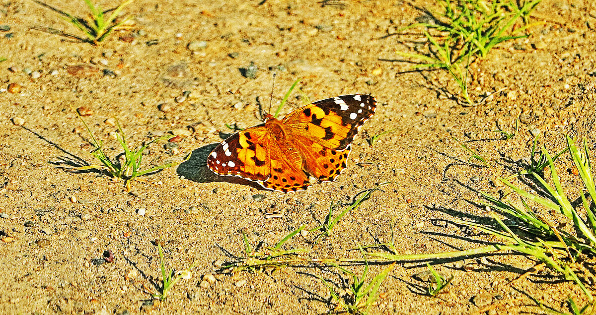 Июль...На песчаном берегу реки- бабочка! - Владимир Июль...На песчаном берегу реки- бабочка! - Владимир