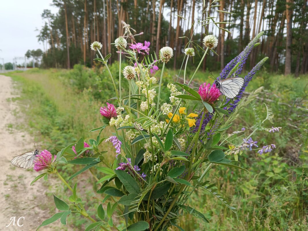 Полевые цветы - Любовь Сахарова