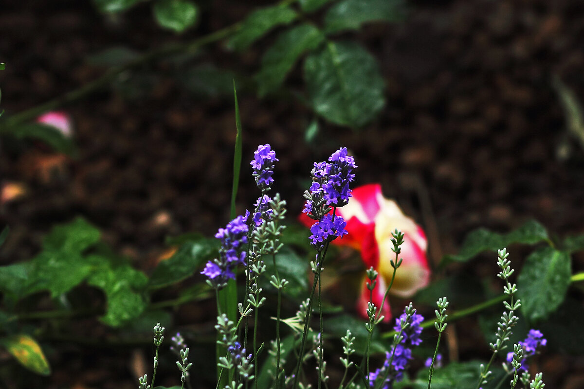 Люпин - Юрий Гайворонскiий