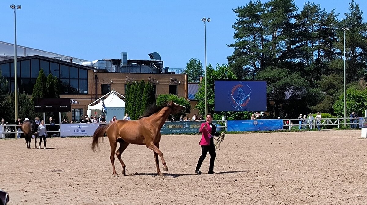 Золото России. - Ольга 