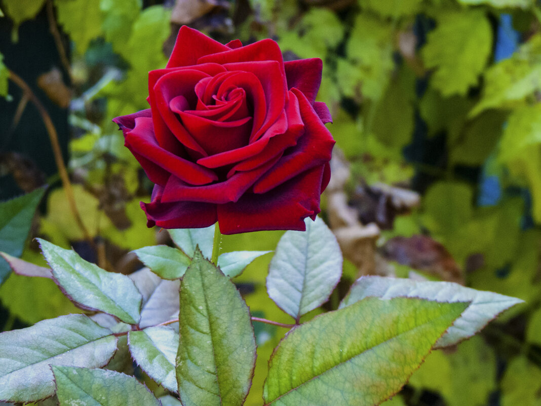 Бархатная  роза - Валентин Семчишин