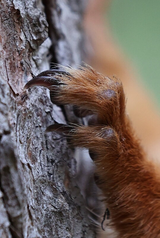 "Цепкий коготь" - Александр Кондаков "Цепкий коготь" - Александр Кондаков