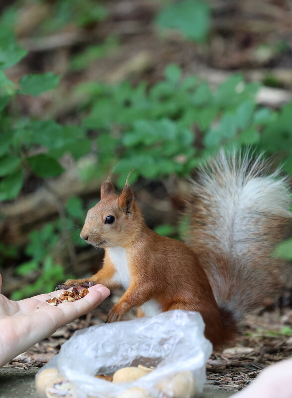 Приветствие - Александр Кондаков