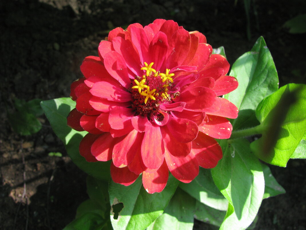 Яркая красавица - Людмила Смородинская