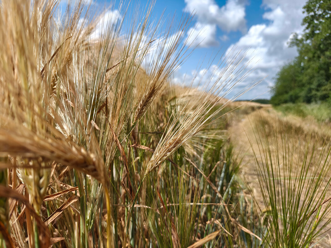 Июнь. Зреют хлеба. - Валерий Ткаченко