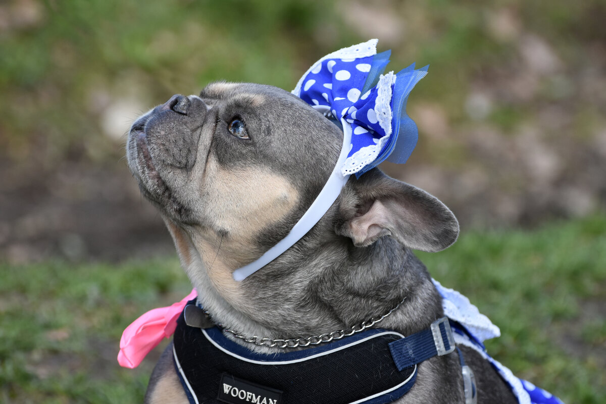 Москва. Парад французских бульдогов в усадьбе «Воронцово». - Наташа *****