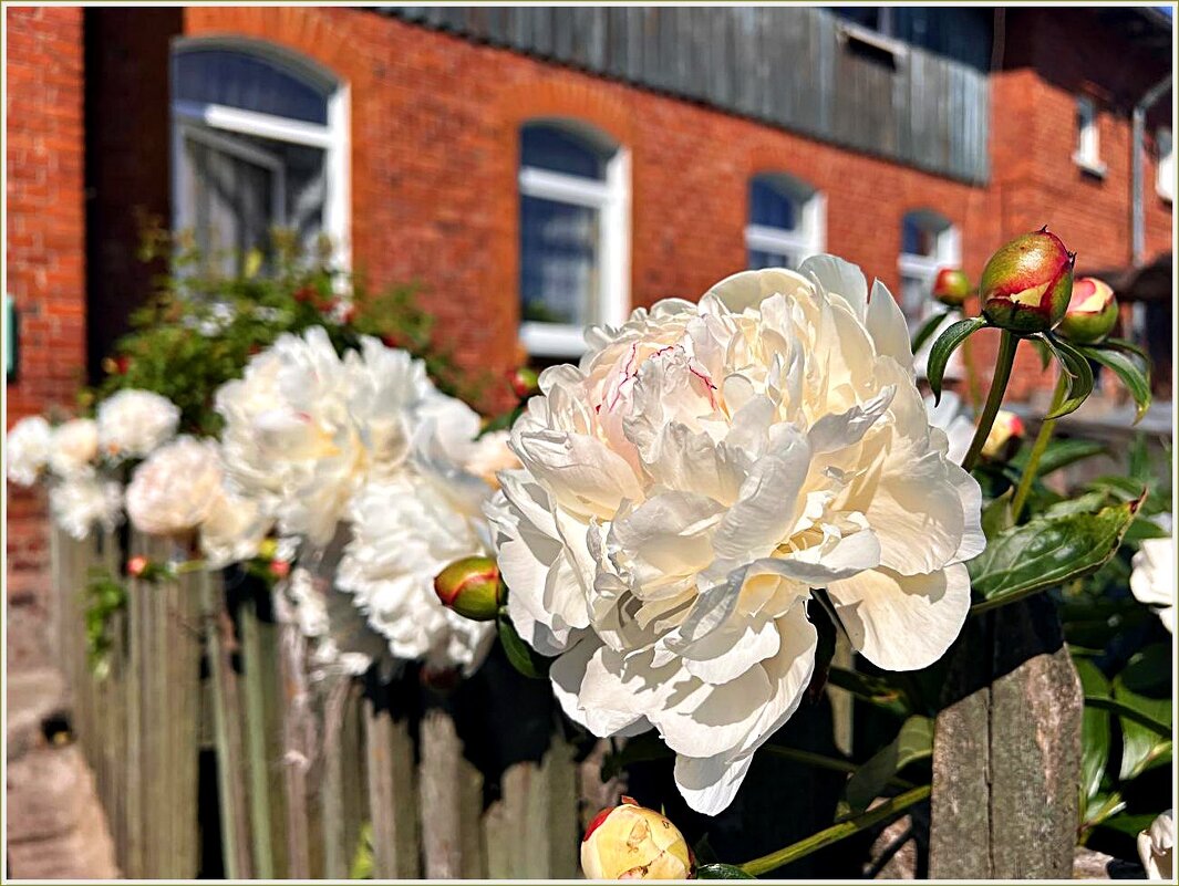 Пионы. - Валерия Комова