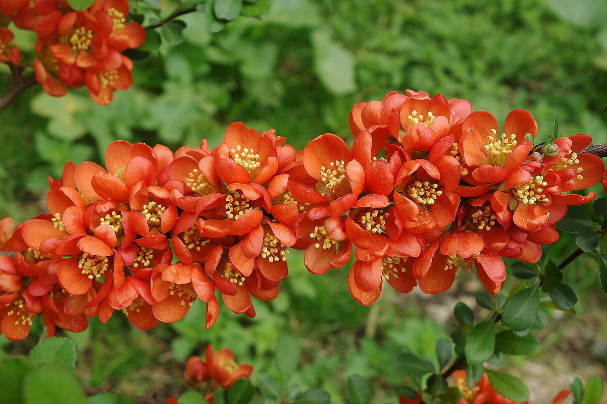 Айва японская - Рита Симонова