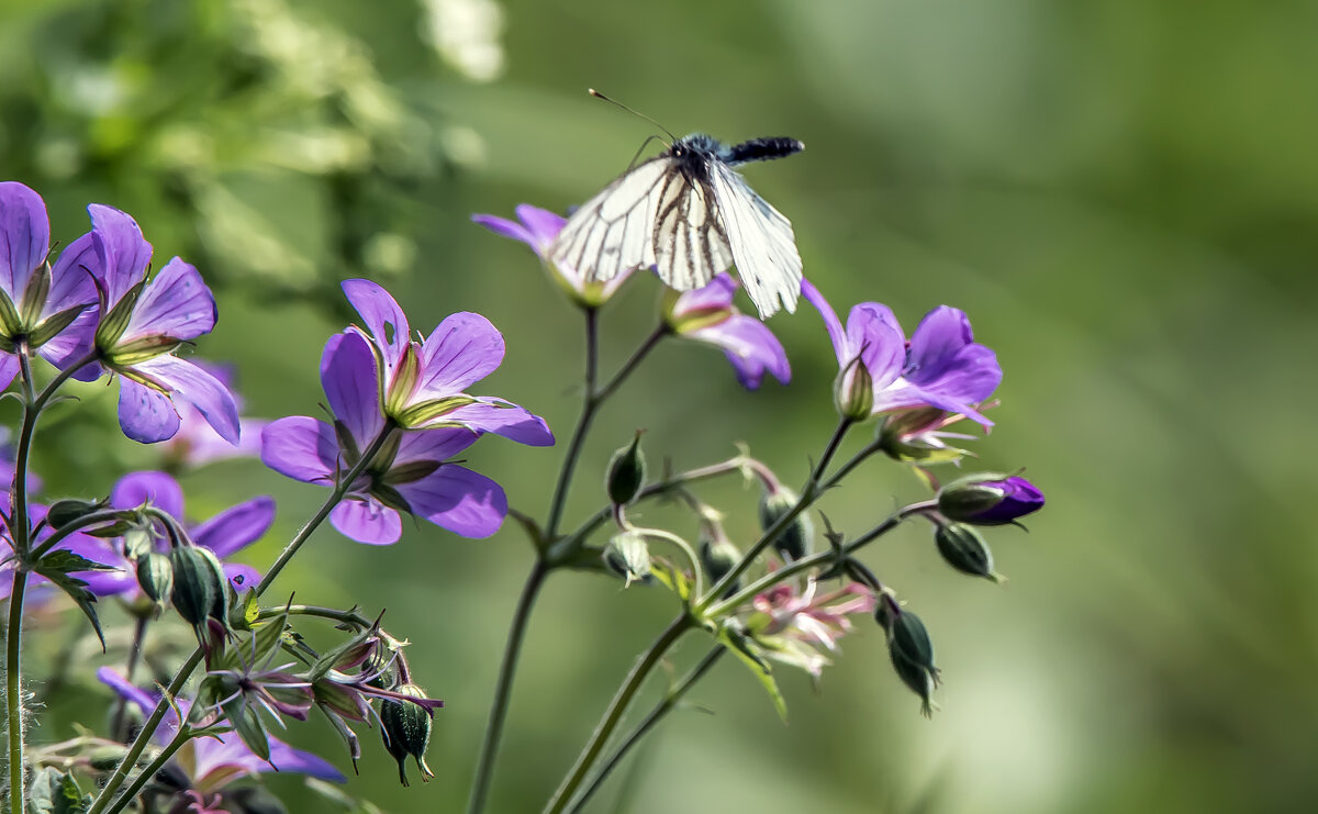 *** - Владимир Безбородов