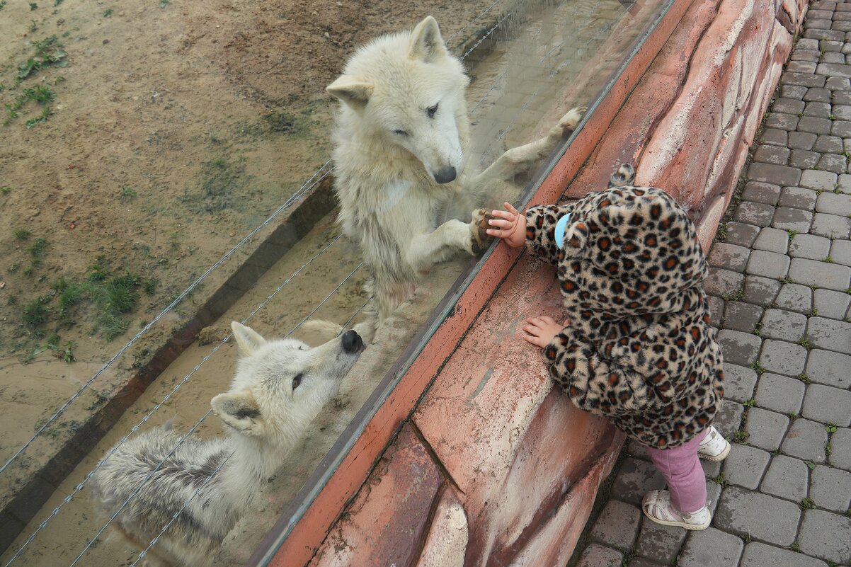 Мы одной крови.. - Павел Fotoflash911 Никулочкин