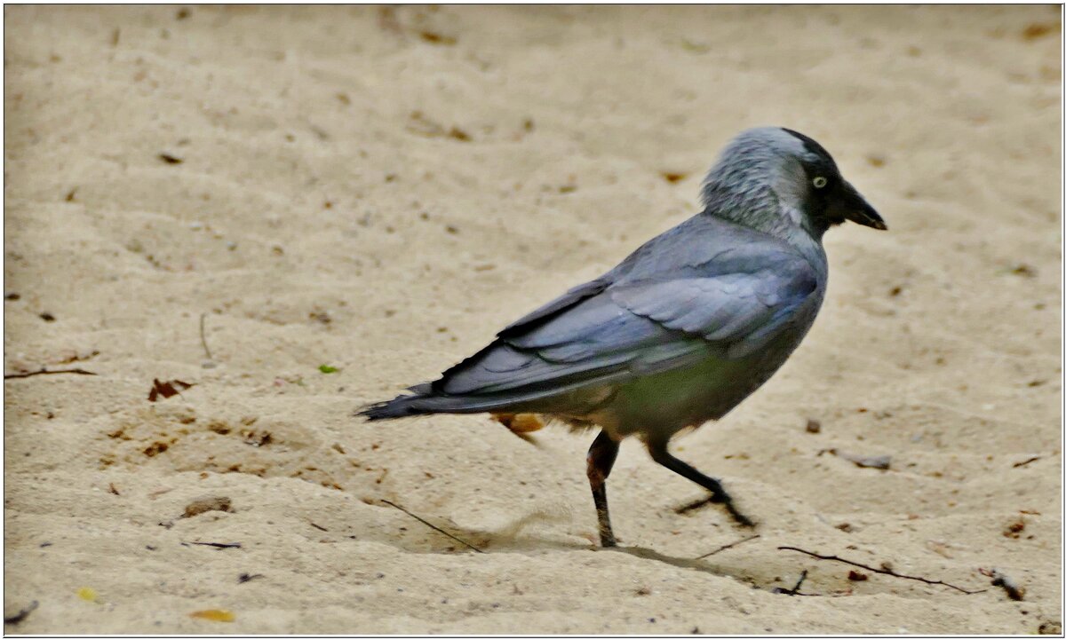 ОЗАБОЧЕННАЯ... - Elvira E. 