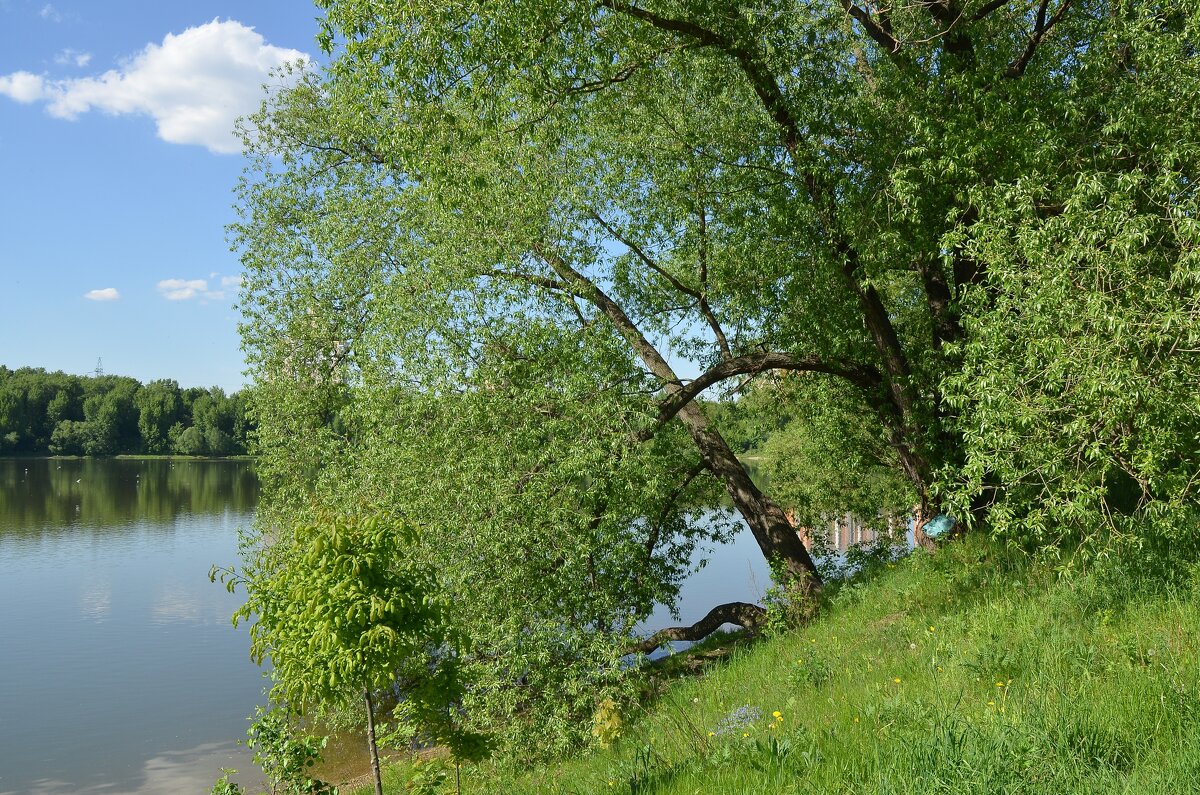 На пруду - Oleg4618 Шутченко