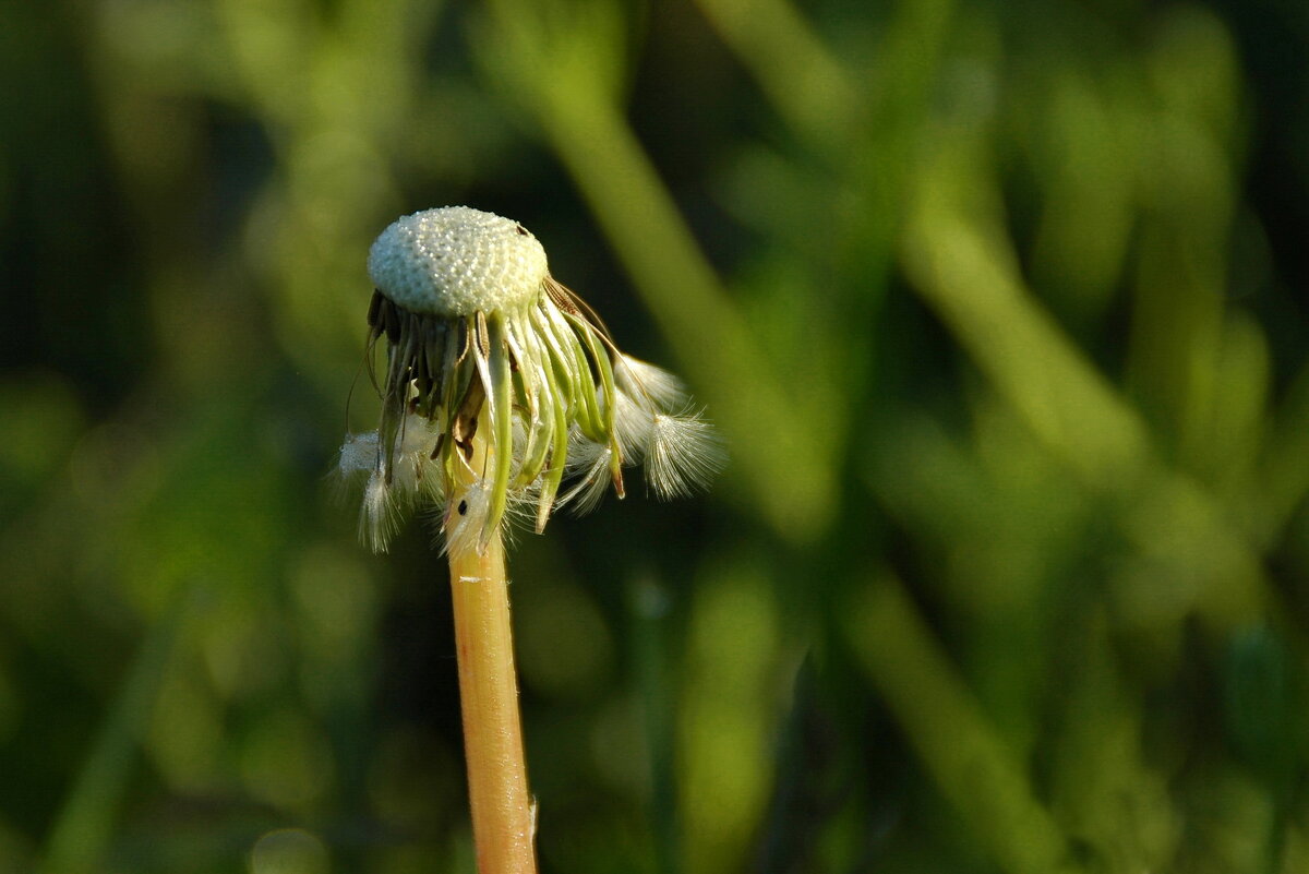 Улетели... - Елена Пономарева