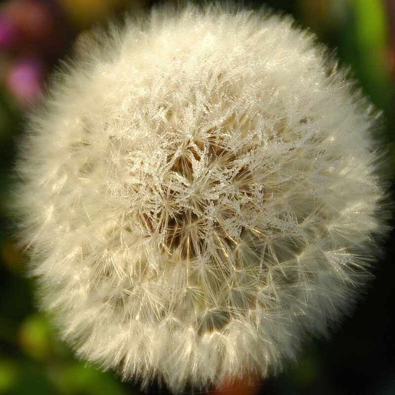 ... - Елена Пономарева