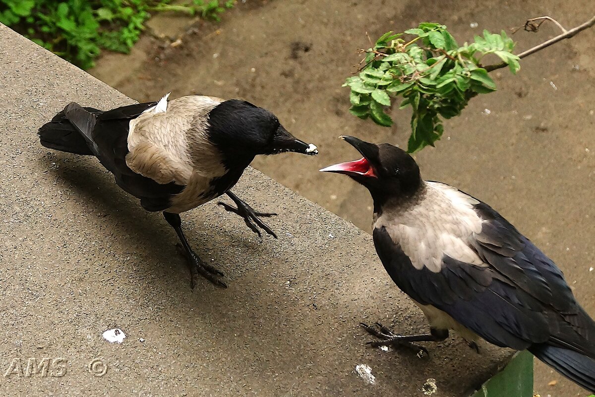 Лентяй - kolyeretka 