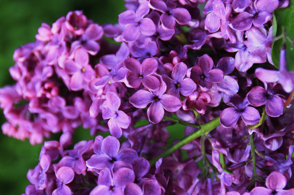 Сиреневый штрих .. - Татьян@ Ивановна