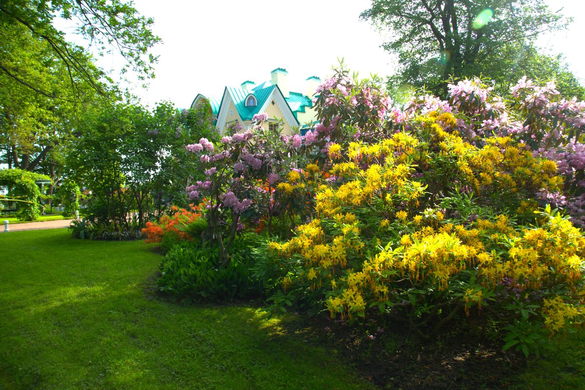 Цветущие кустарники у дворца в парке Александрия в Петергофе - Танзиля Завьялова Цветущие кустарники у дворца в парке Александрия в Петергофе - Танзиля Завьялова