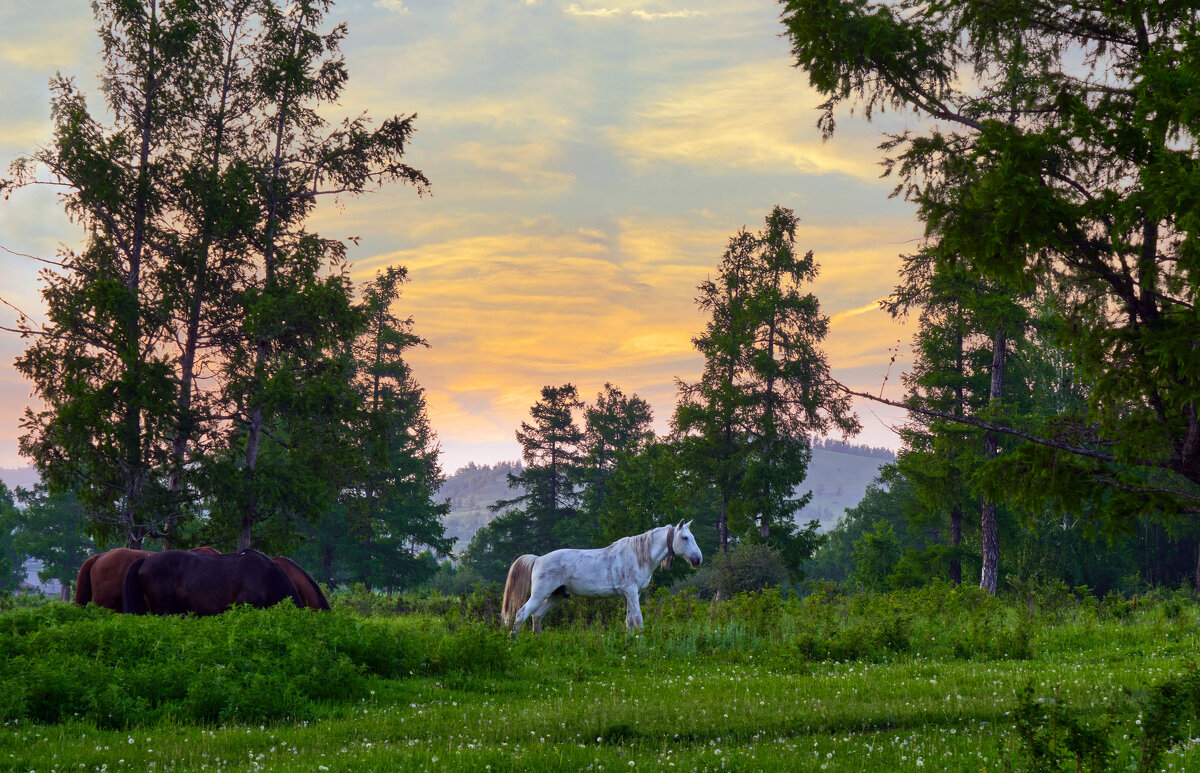 На вечернем пастбище.. - Алексей Мезенцев